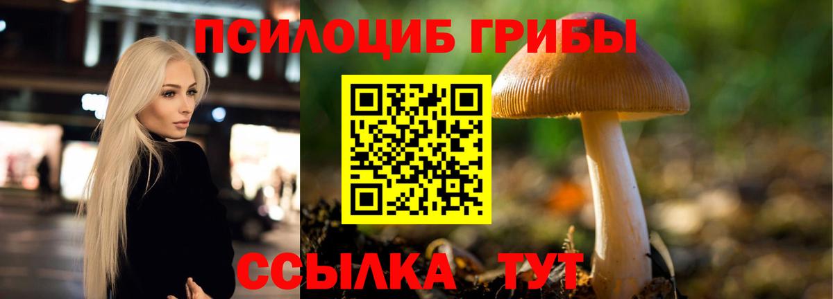Тайшет  Псилоцибиновые грибы ЛСД  Псилоцибиновые грибы Psilocybine cubensis  где купить наркоту  Вход с VPN 